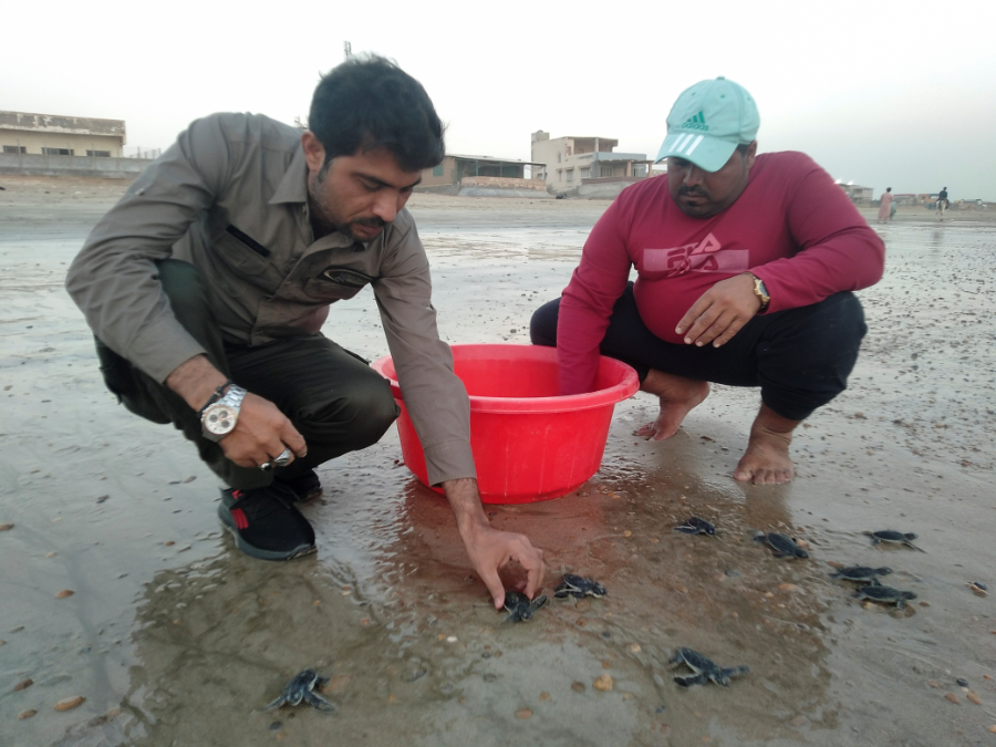 Pakistani wildlife team cradles green turtles babies from beach to sea