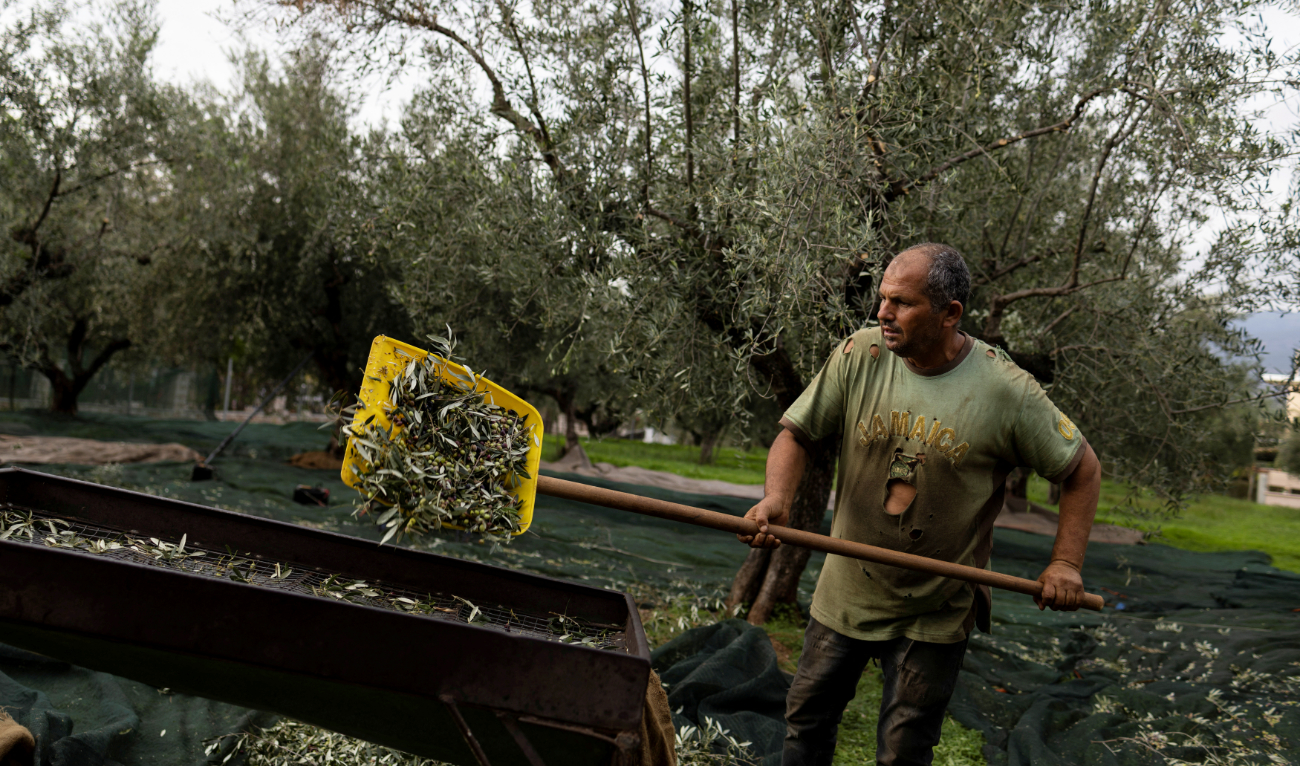 Greece Feels Pain Of Olive Oil Crisis | Yemen Watch